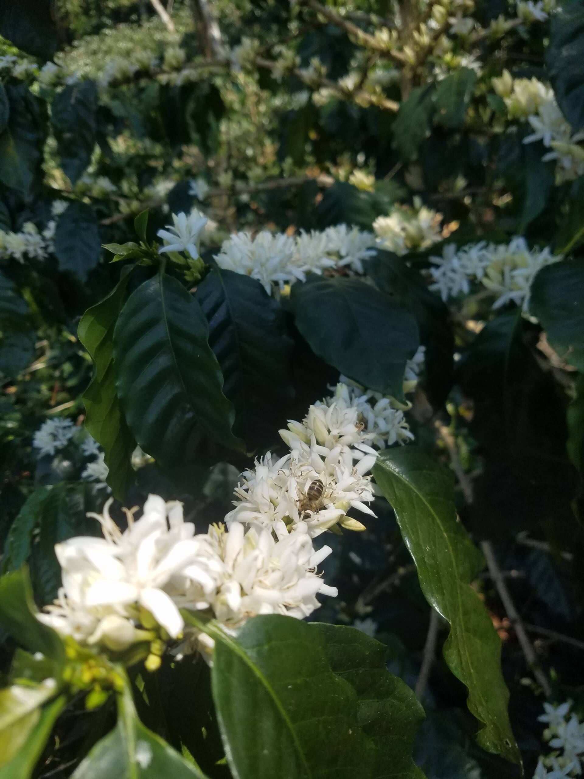 Flor de cafe