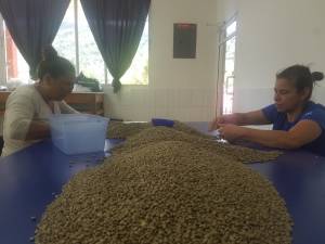 Women inspecting coffee grains