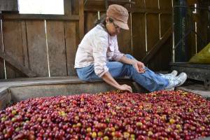 Ms. Ada Amaya inspecting coffee grains